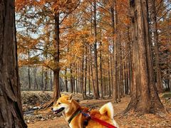 -白水寺森林公园