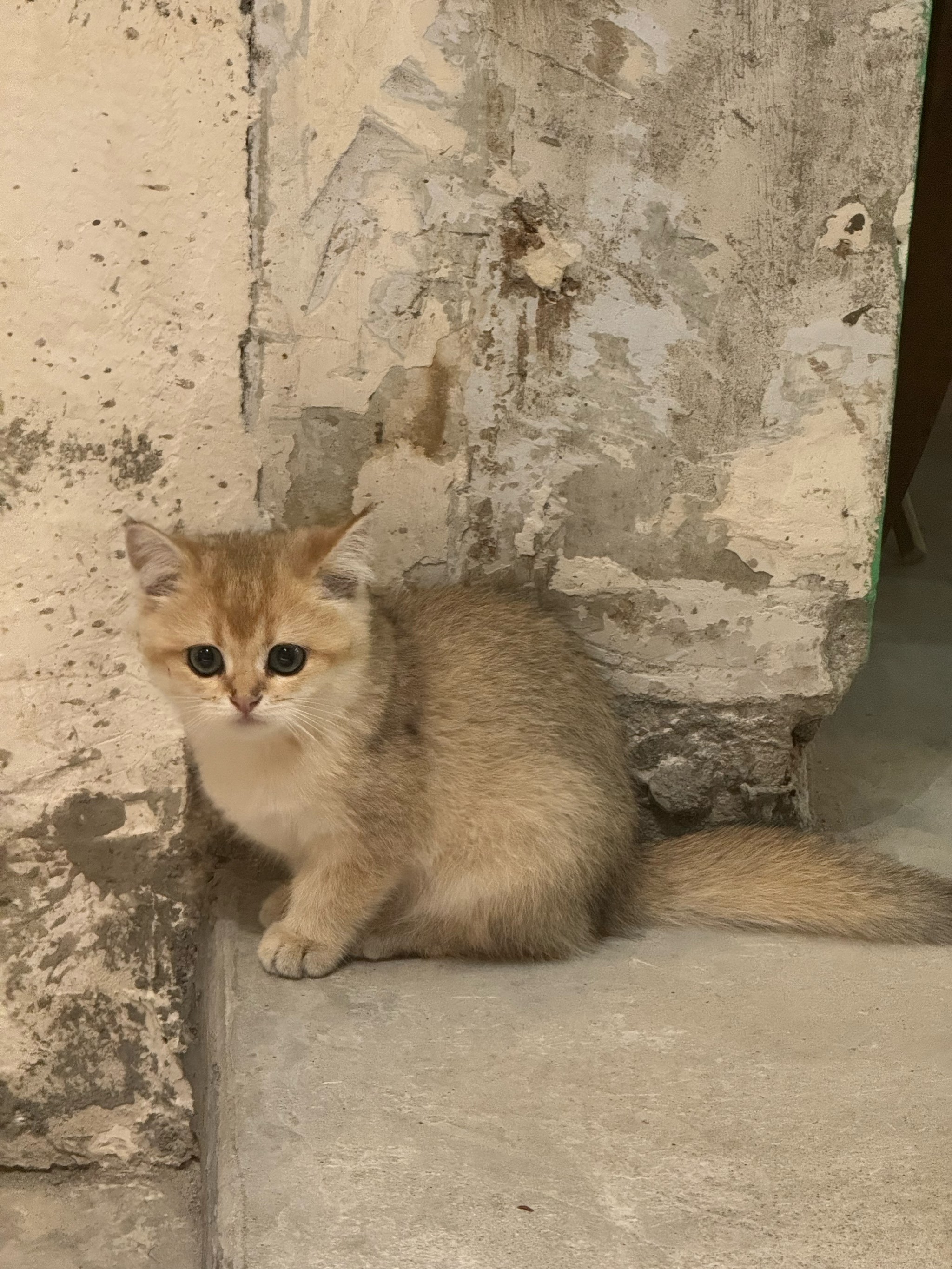 小猫图片大全真实图片