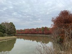 -上海海湾国家森林公园