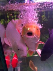 iphone_upload_pic-周忆刺青原创设计定制