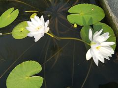 -华南国家植物园-售票处