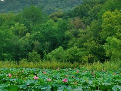 -西湖风景区-江洋畈生态公园