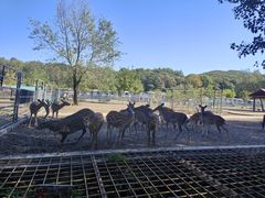 -哈尔滨北方森林动物园