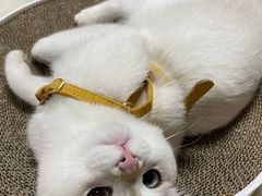 -老吴的猫·猫舍(新区店)