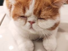 -飞行喵MR PILOT|猫舍·猫咖(静安大融城店)