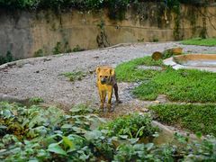 -清迈夜间动物园