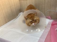-北京观赏动物医院·24小时大型综合·猫专科·异宠专科