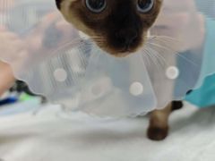 -达爱动物医院·犬猫分区·CT·复杂眼科(远洋山水分院)