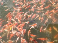 -长春市南湖公园