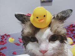 -Pets First伊珊娜洗护·精致美容·家庭式寄养(新会路店)