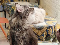 -平行世界·猫咖(首经贸店)