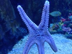 -太平洋海底世界