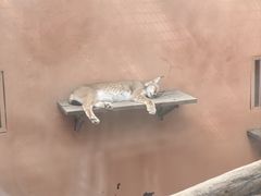 -青藏高原野生动物园