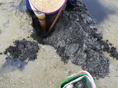 -红树林天天赶海