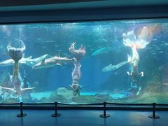 -海合安成都极地海洋公园