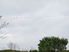 -大湾区中央湿地公园