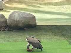 -新加坡飞禽公园