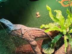 -上海大自然野生昆虫馆