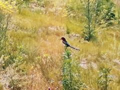 -长白岛森林公园