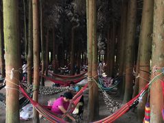 -武陵山森林公园