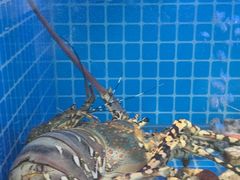 -将军烧鹅海鲜酒楼