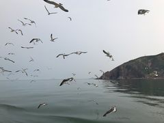 -长岛万鸟岛