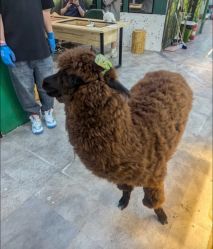 -神奇动物撸宠馆·羊驼·小浣熊·异宠(豫园店)