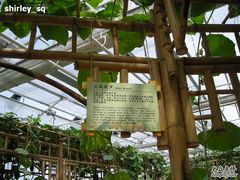-上海都市菜园
