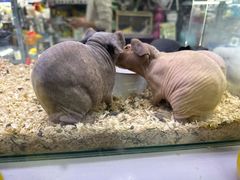 -花鸟鱼虫鲜花绿植市场(玉泉路店)