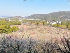 -香雪海