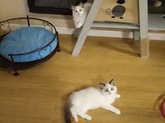 -70cat德文卷毛猫·缅因猫纯种猫舍