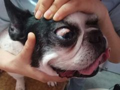 -严国平动物医院(德政总院)