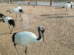 -盐城丹顶鹤湿地生态旅游区