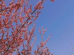-洛阳市隋唐城遗址植物园