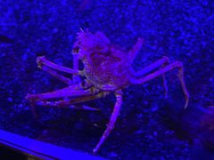 -迪拜水族馆及水下动物园
