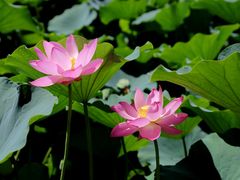 -莲花池公园