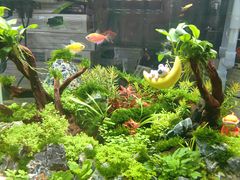 -花鸟鱼虫鲜花绿植市场(玉泉路店)