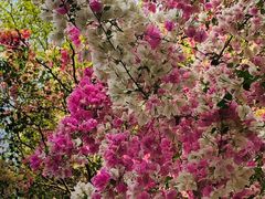 -深圳国际园林花卉博览园