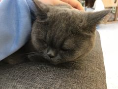 -喵园·猫主题咖啡厅·撸猫·猫咖(国贸店)