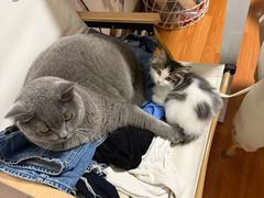 -中农国际动物医院24小时·猫科·骨科·急重症中心