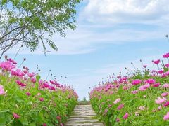 -长白岛森林公园