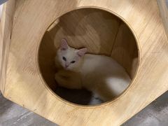 -楼上猫咖(罗湖店)