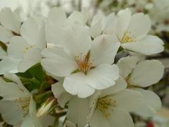 -新江湾城公园