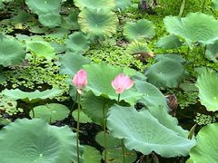-荔湾湖公园