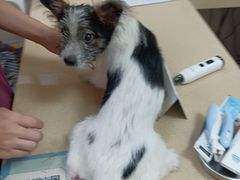 -艾贝尔宠物医院 ·内科全科(梁溪路店)