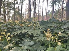 -洪泽湖古堰景区