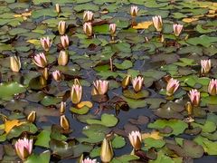 -国家植物园南园