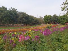 -丹樱生态园