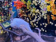 -正佳雨林生态植物园