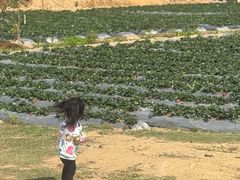 -凤岗南门山森林公园